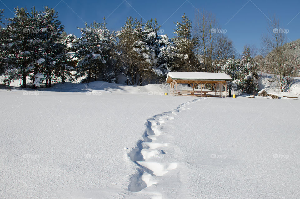 Winter landscape