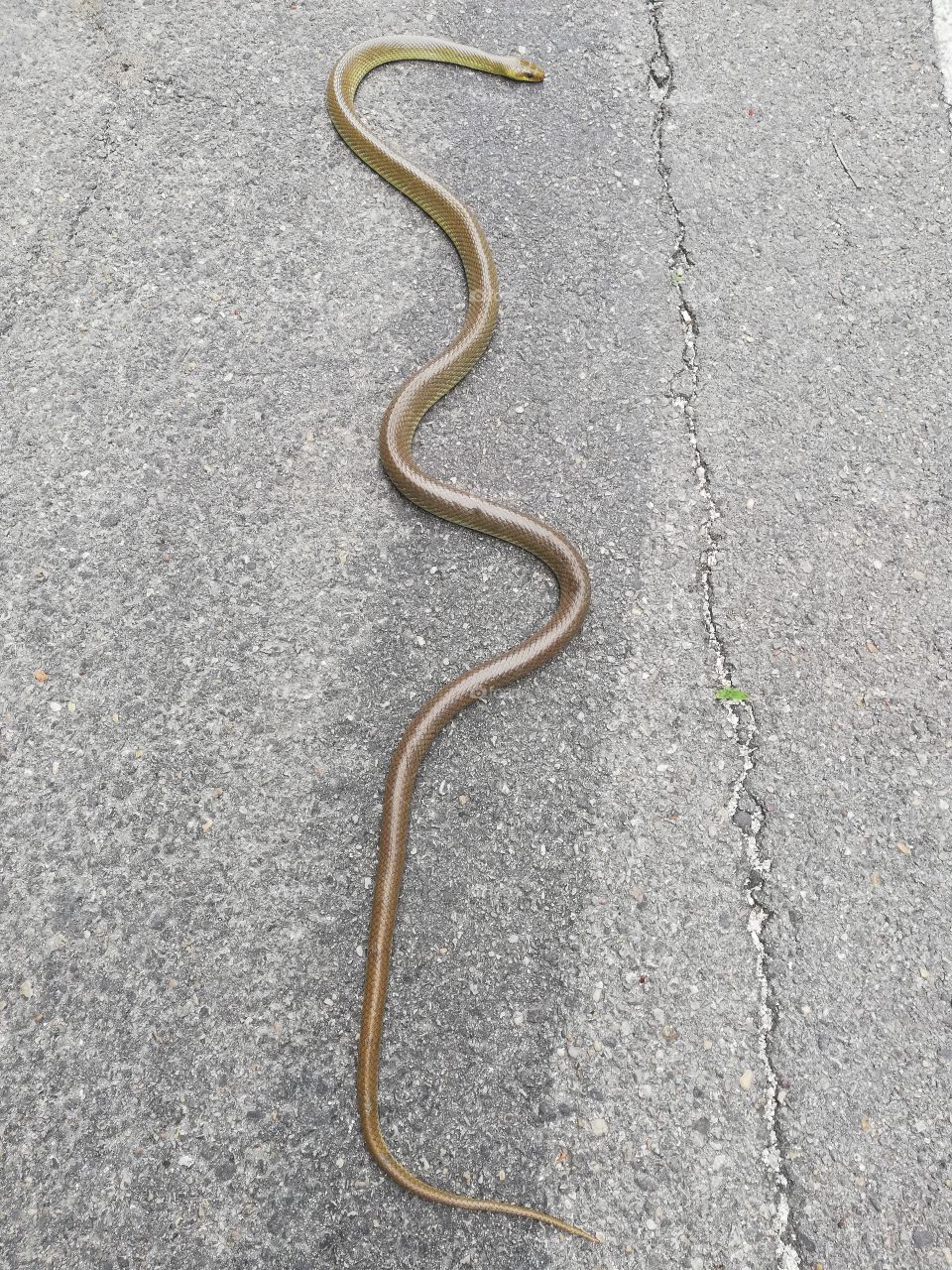 Snake on the asphalt