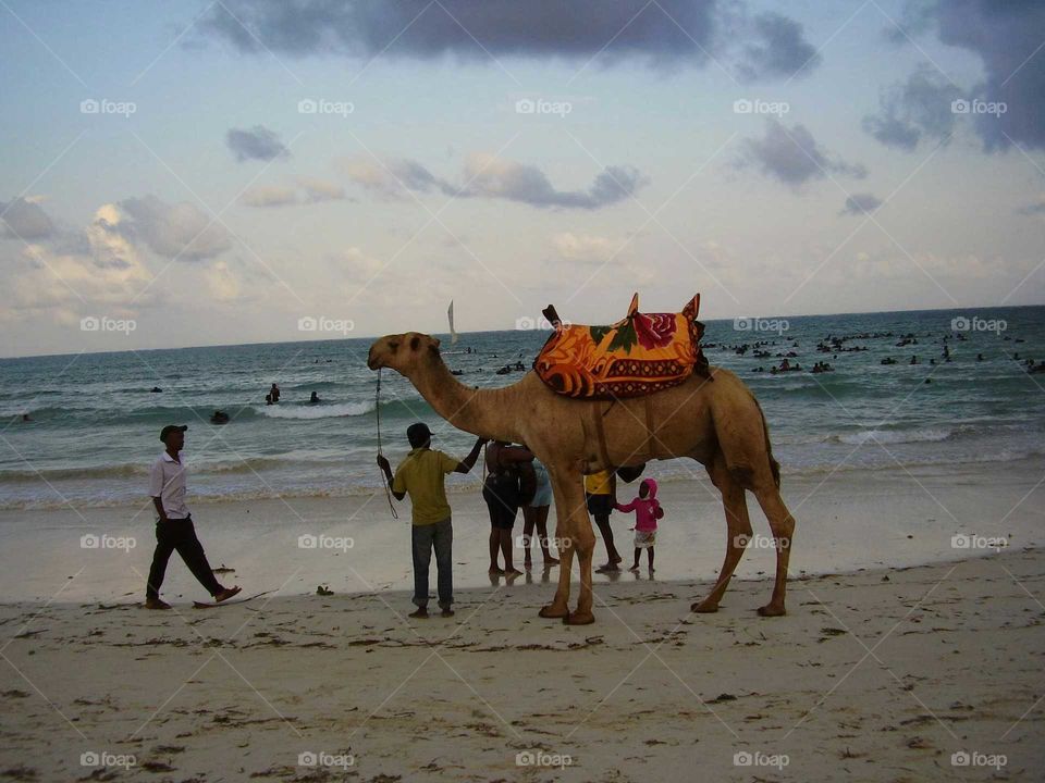 Camel beach sand animal mombasa