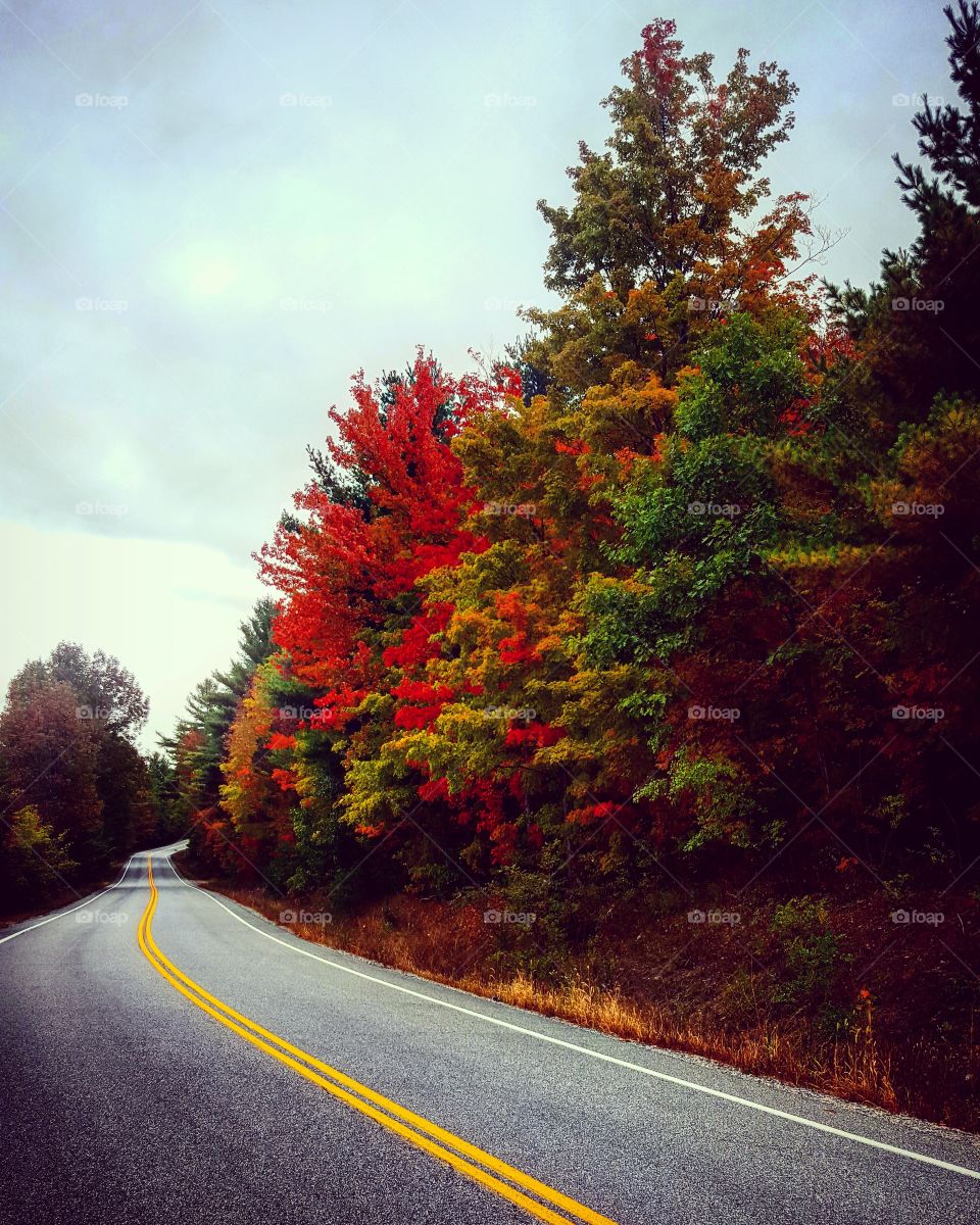 Autumn's colors
