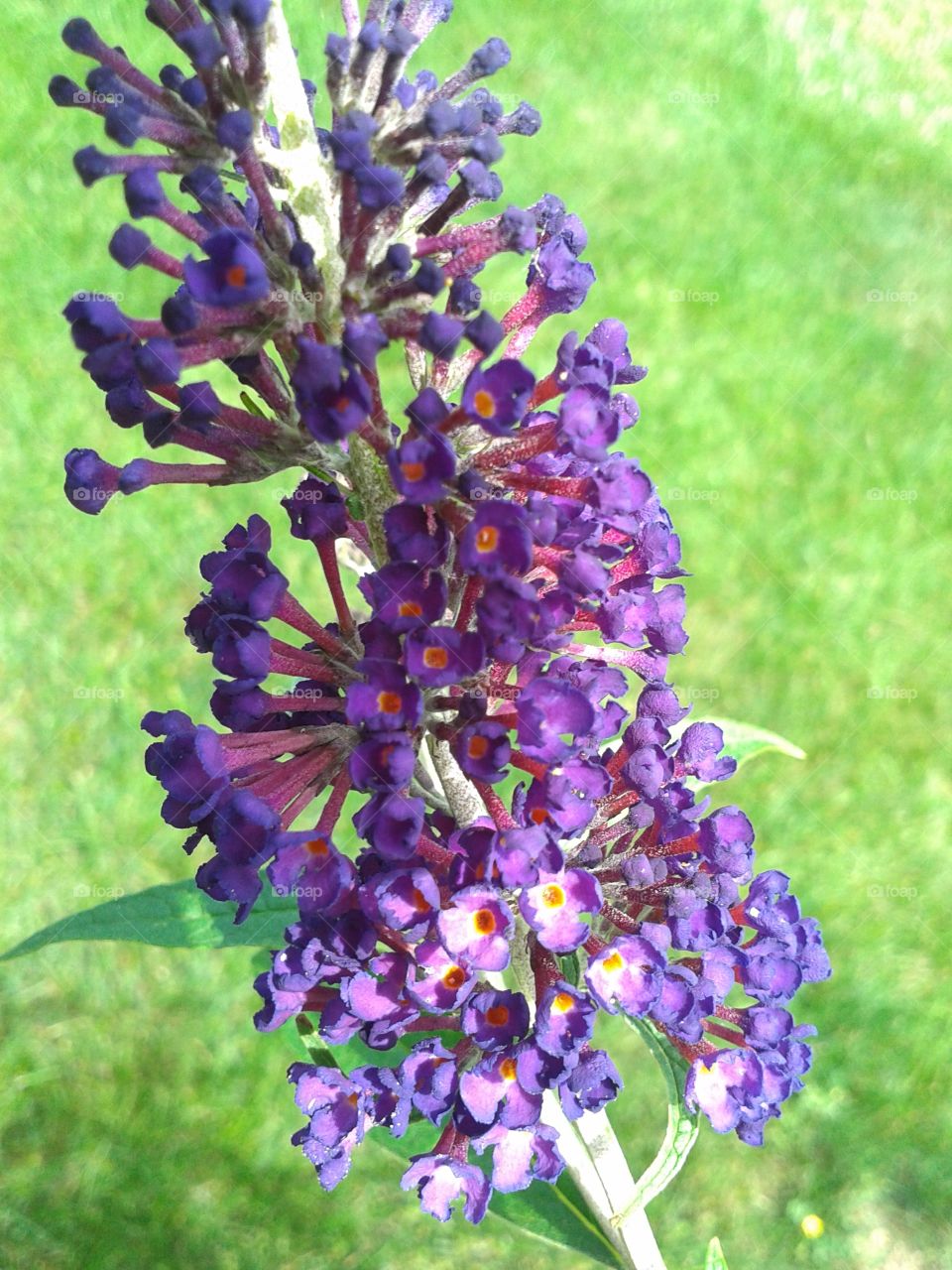 Purple Knight. The Butterfly bush is showing off again this summer, bravo!