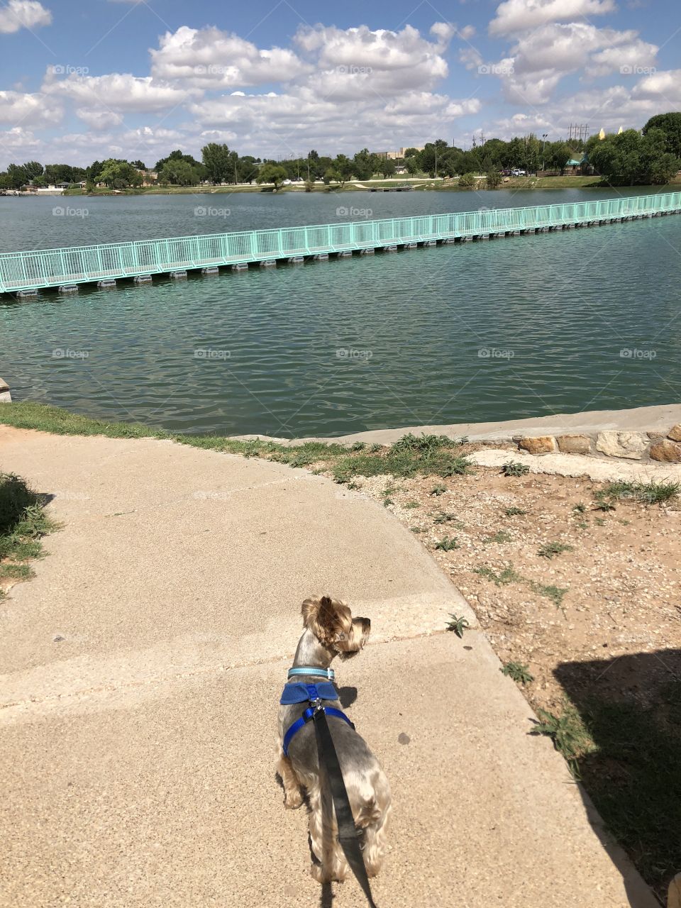 Yorkie at river