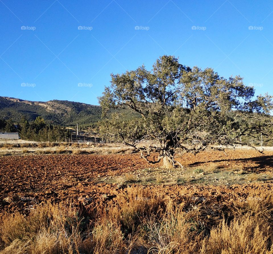 countryside: beautiful tree with mountain in the background.