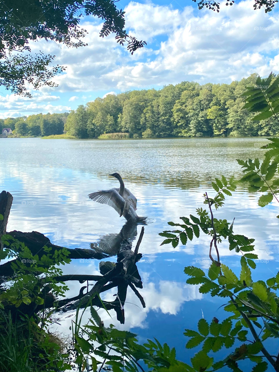 Flying swan on the water
