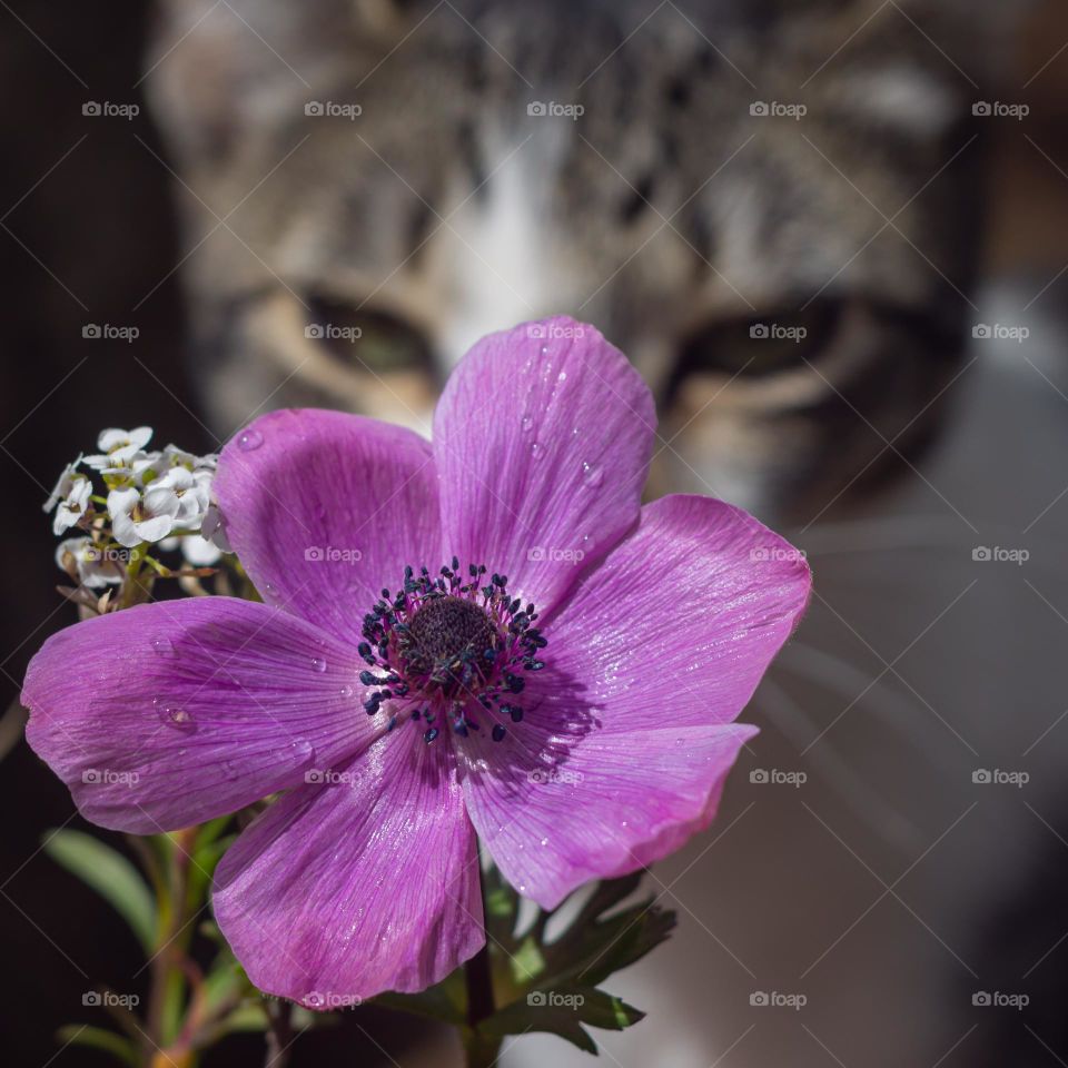 Bright pink poppy anemone flowers with tiny white alyssum watched by a cat