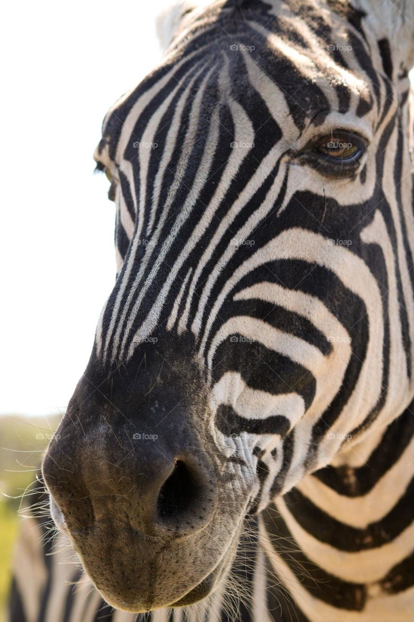 Zebra nose