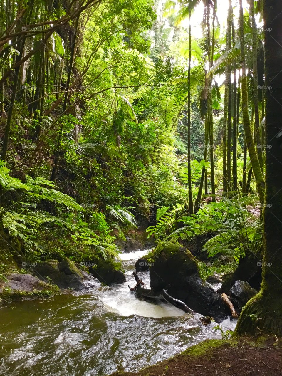 Landscape at Hawaii Tropical Botanical Garden