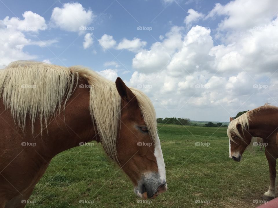 Belgium horses