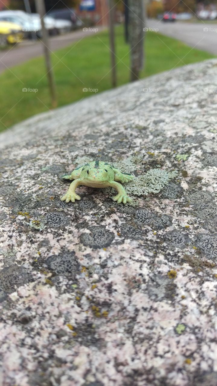 Close-up of frog on rock