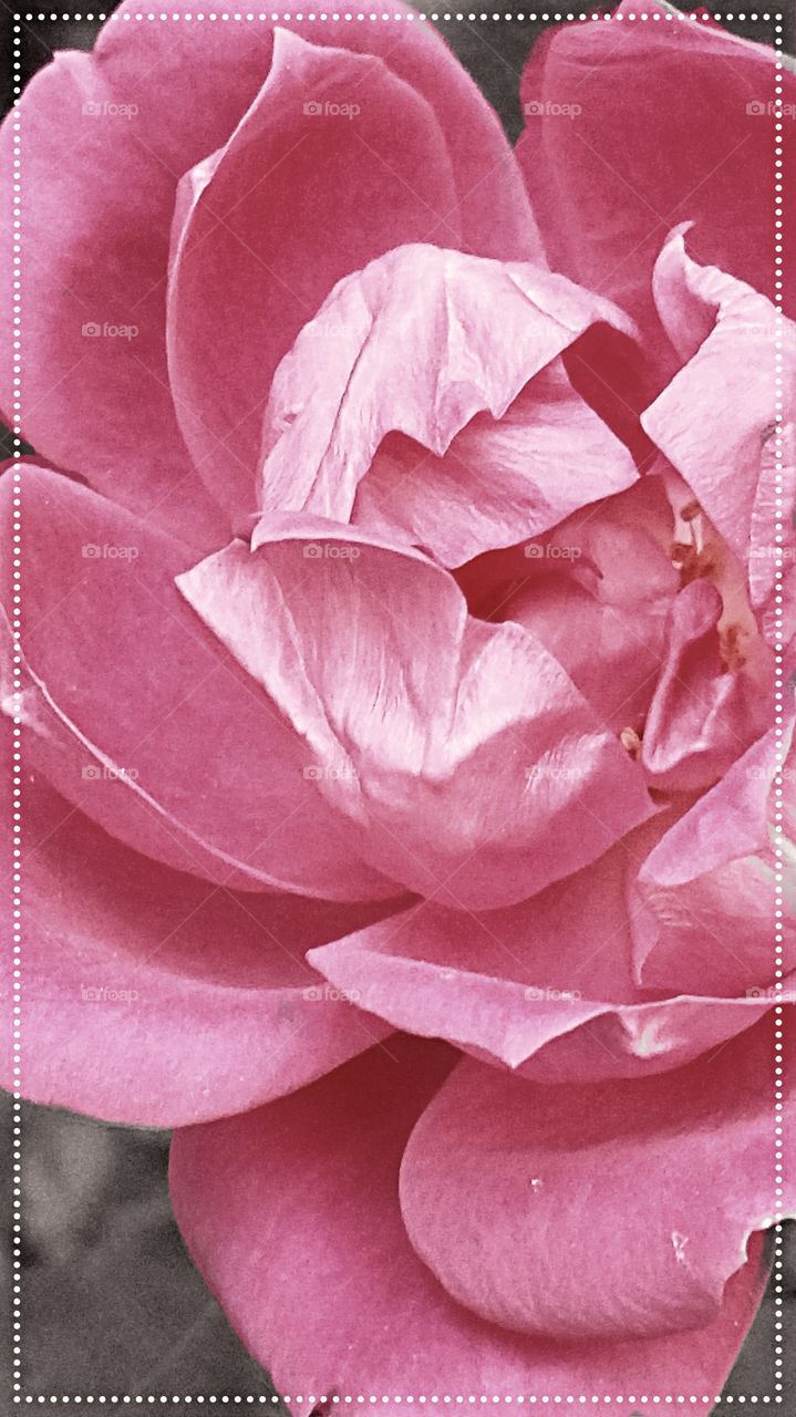 Pink Rose (PINK COLOR STORY)