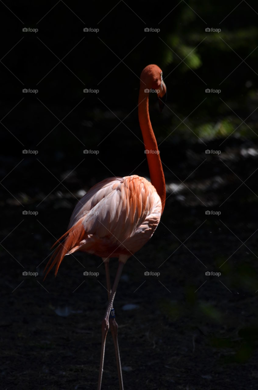 Flamingo