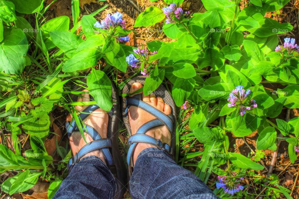 Feet in Bluebells