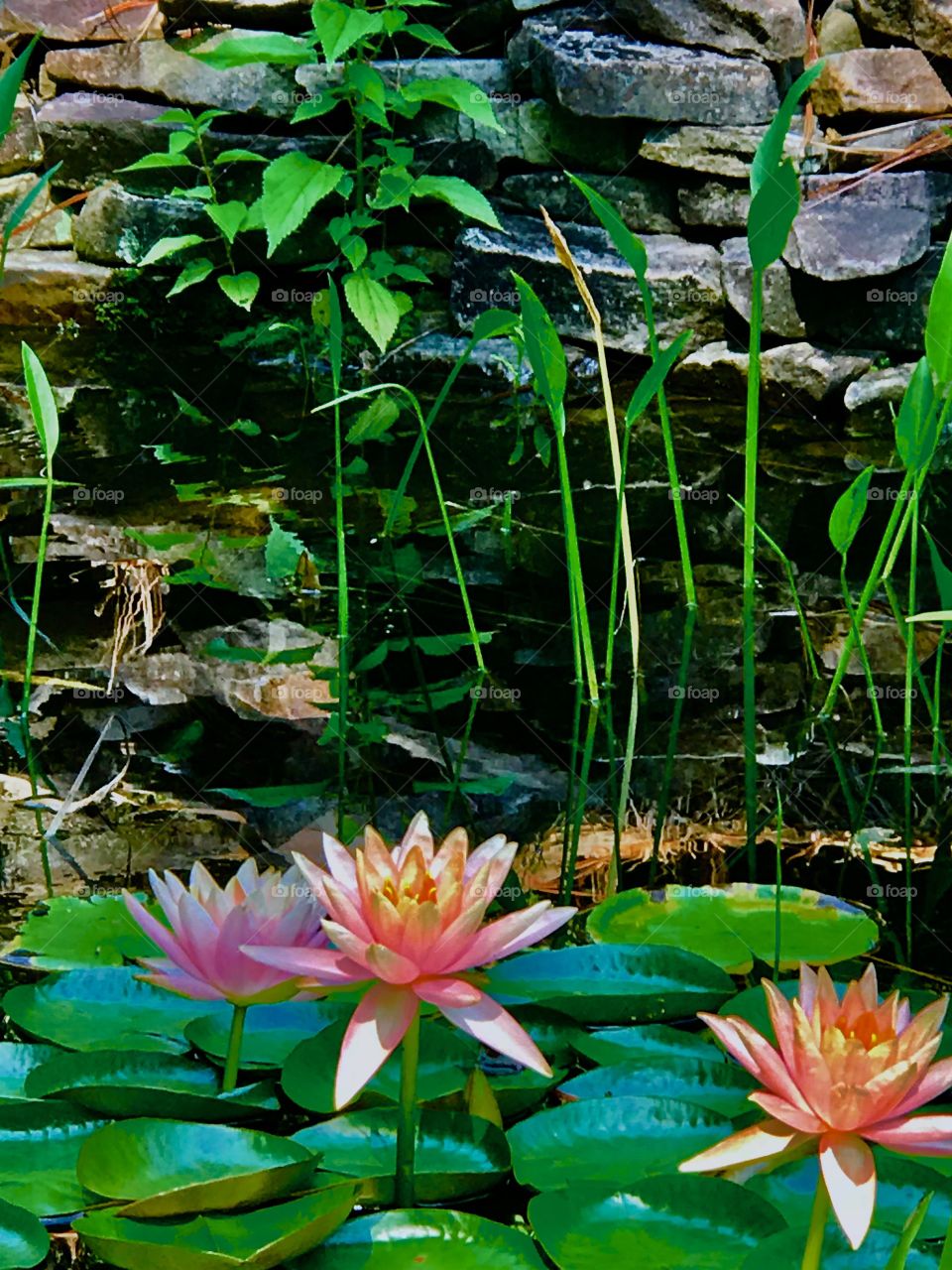 Waterlily tranquility 
