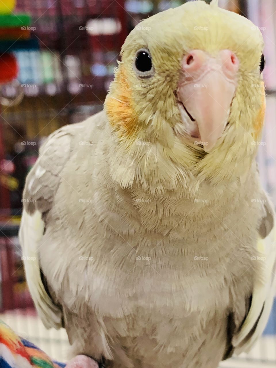 Close up of a cockatiel 