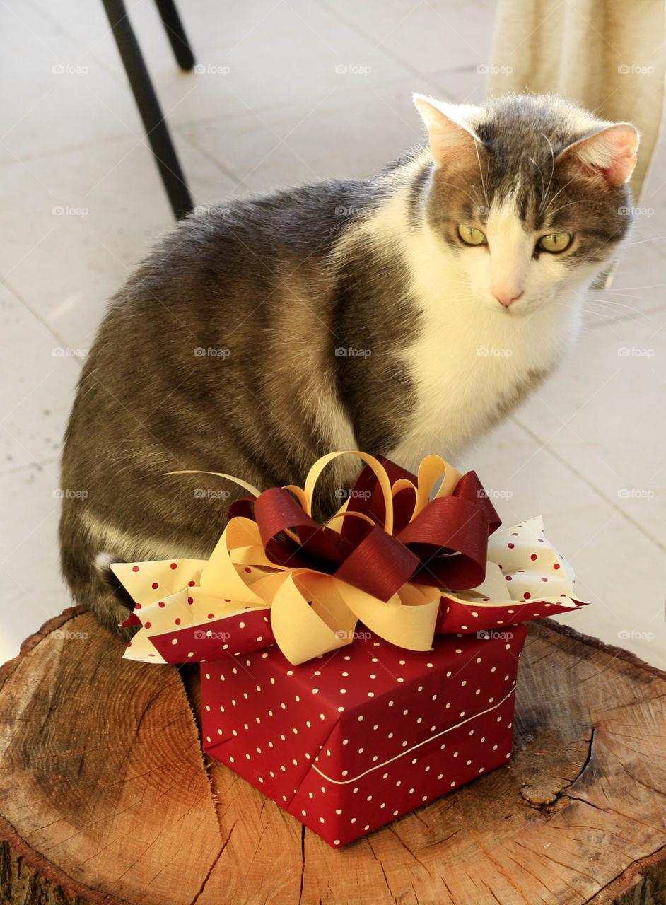 Christmas gift for my cat 1