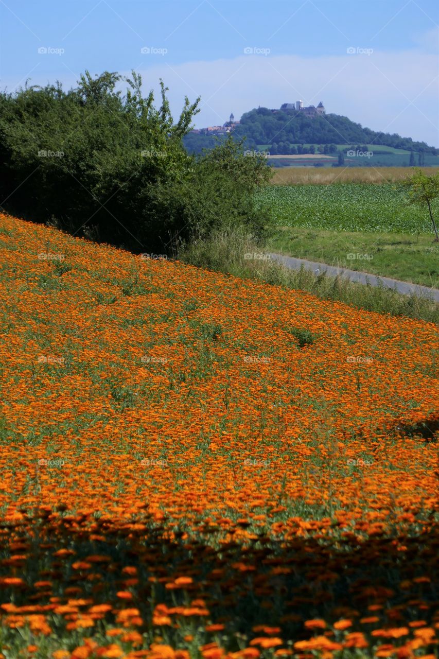 orange story