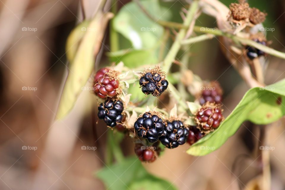 summer berries spotted on a walk through the park