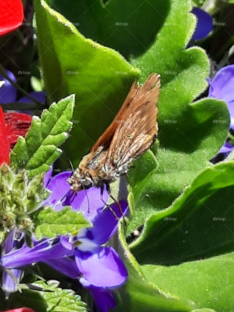 brown butterfly  on purple lobelia flower in a pot