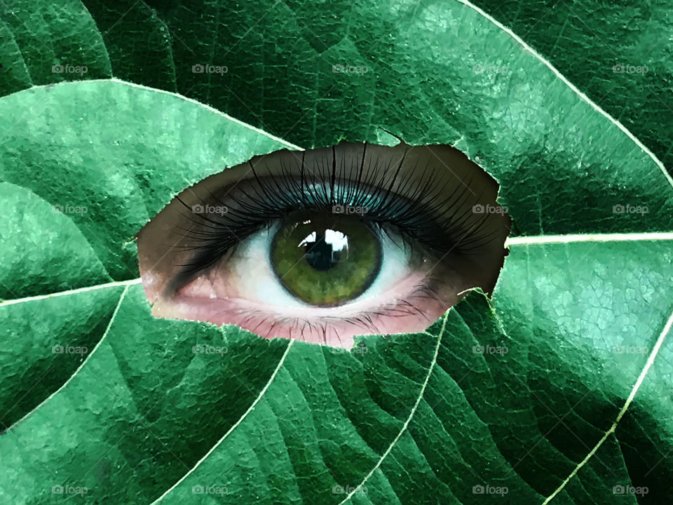 Green eye watching through the green leaf 