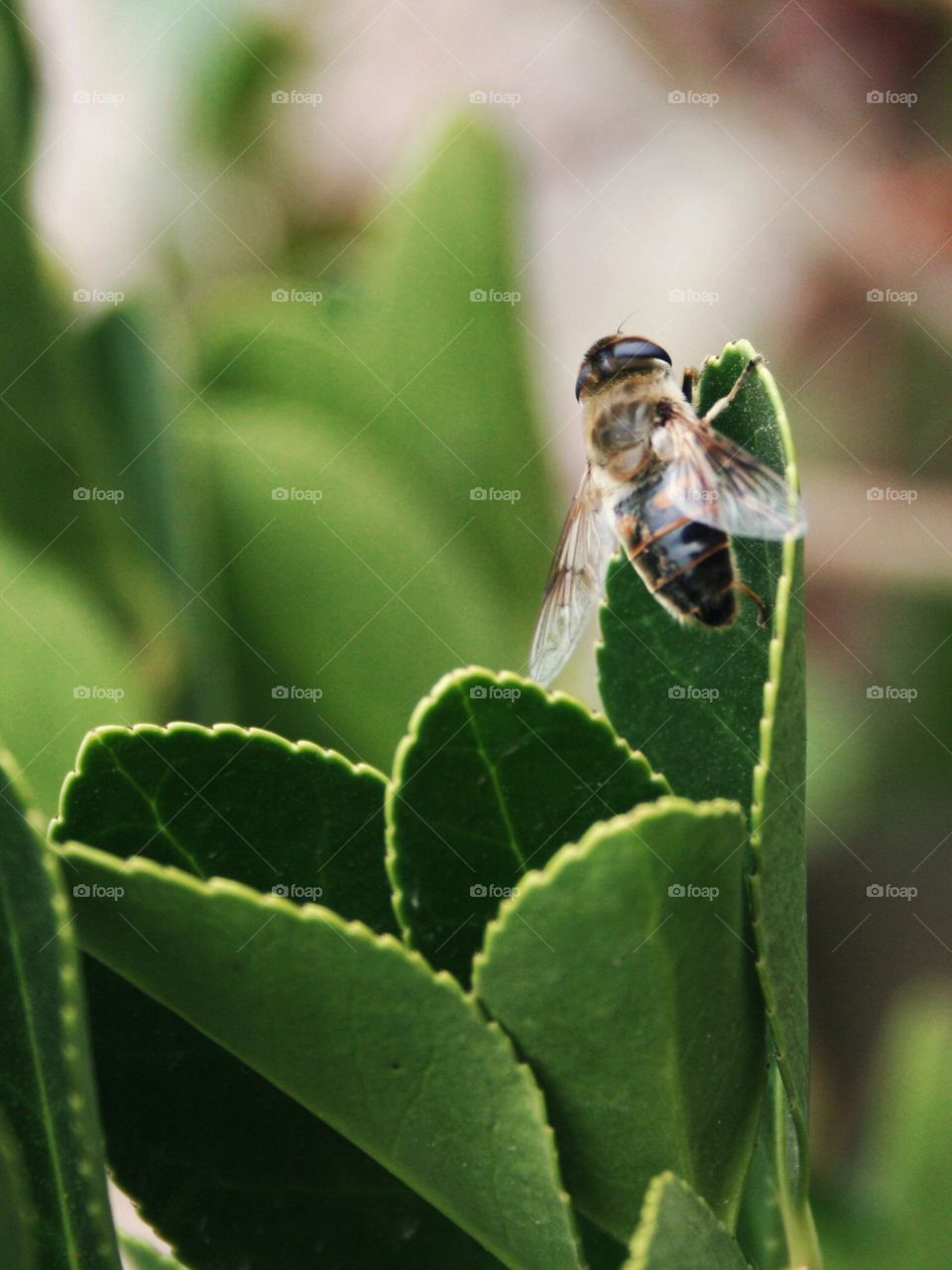 Bee on the leaf 