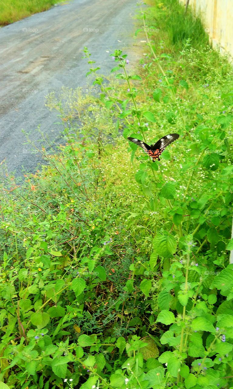 Black and red colour Butterfly searching little flowers for honey