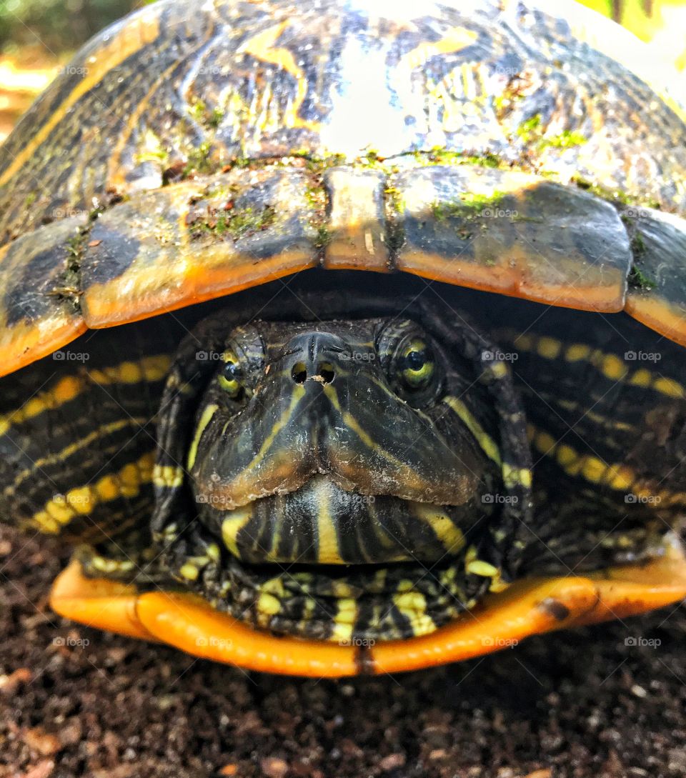 Painted turtle head