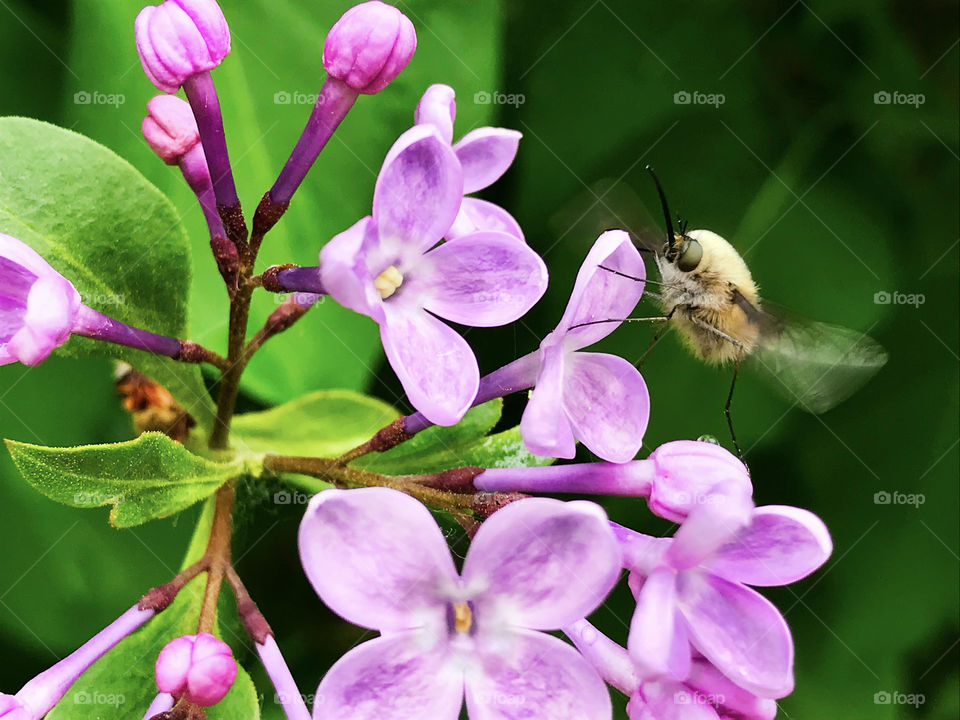 Small fly bombylius major flying over the lilac flowers after the rain 