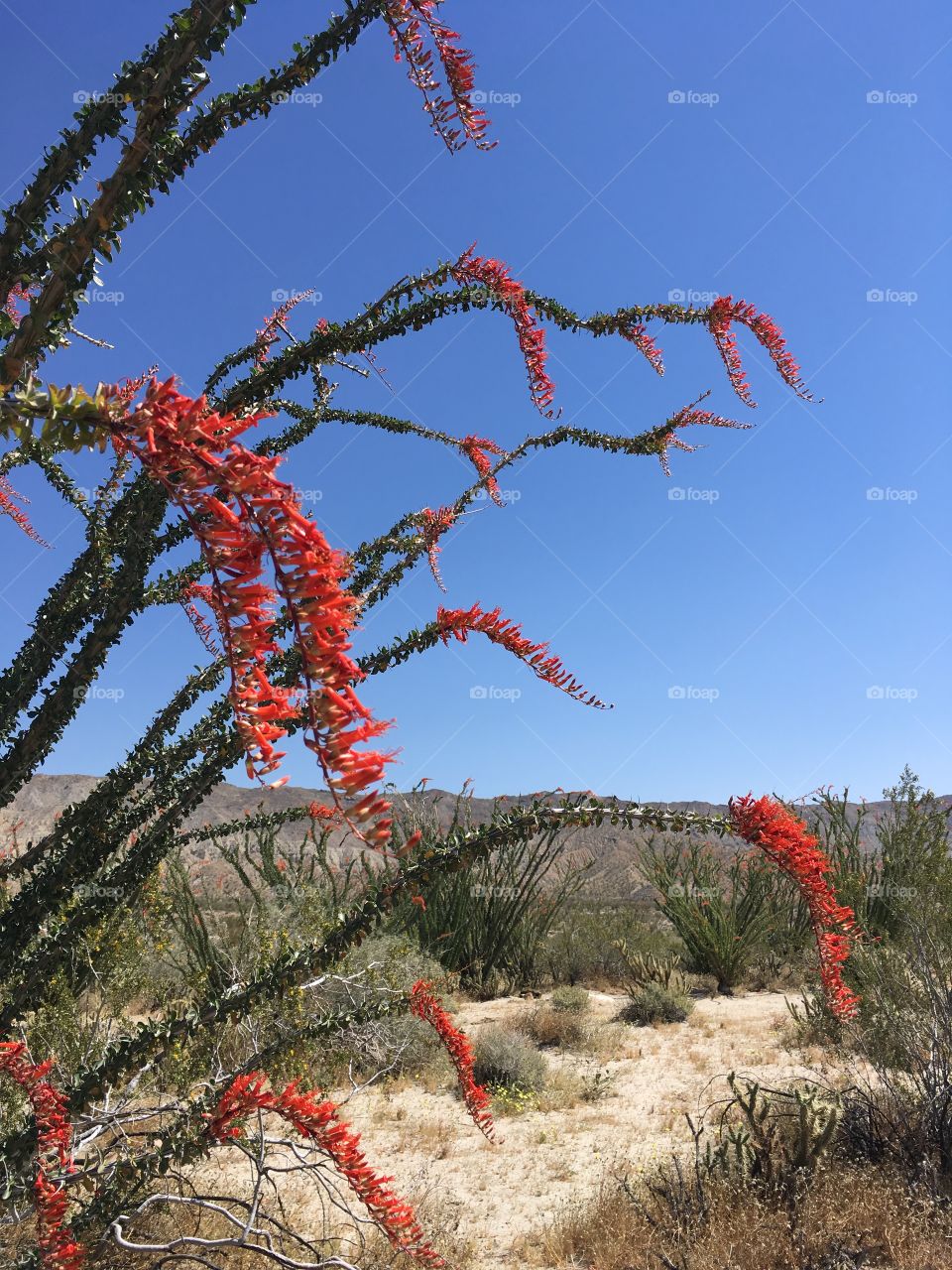 Desert ocotillo 