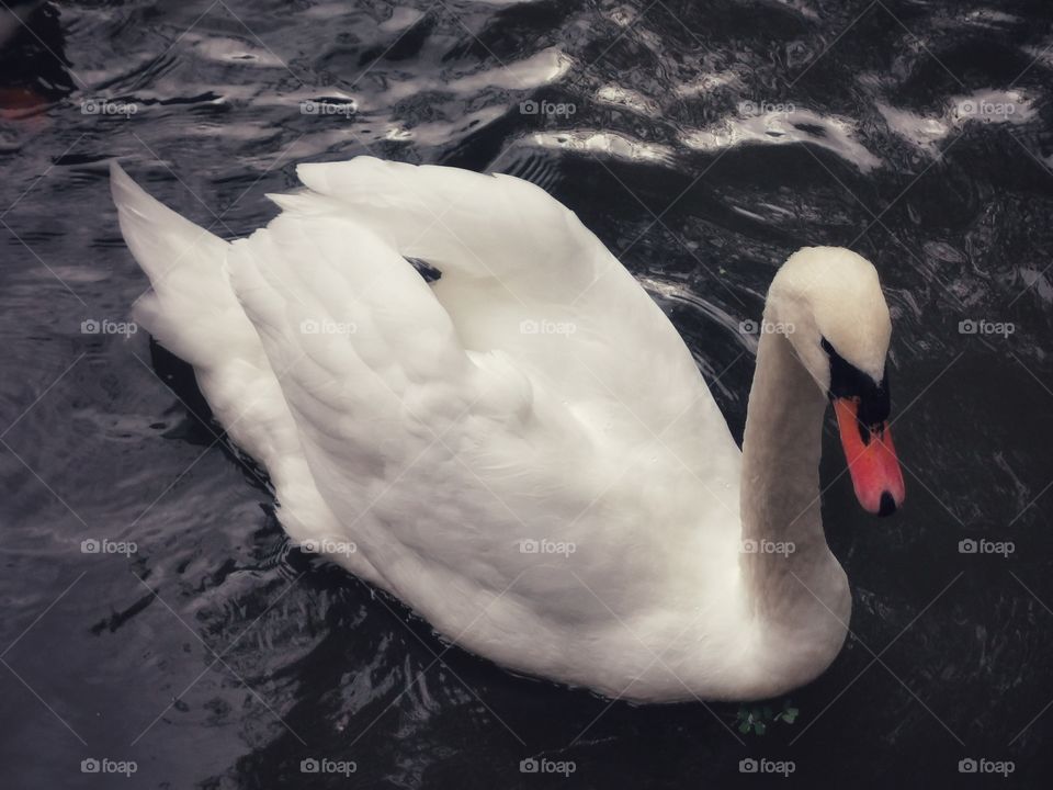 Swan wild nature outdoor outside street water waterful Flow glass view alone lonly