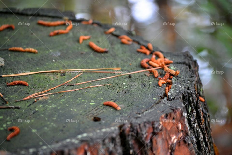 Tree Stump in the Woods