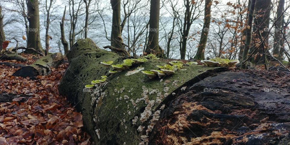 Pilze Mushroom wald forest