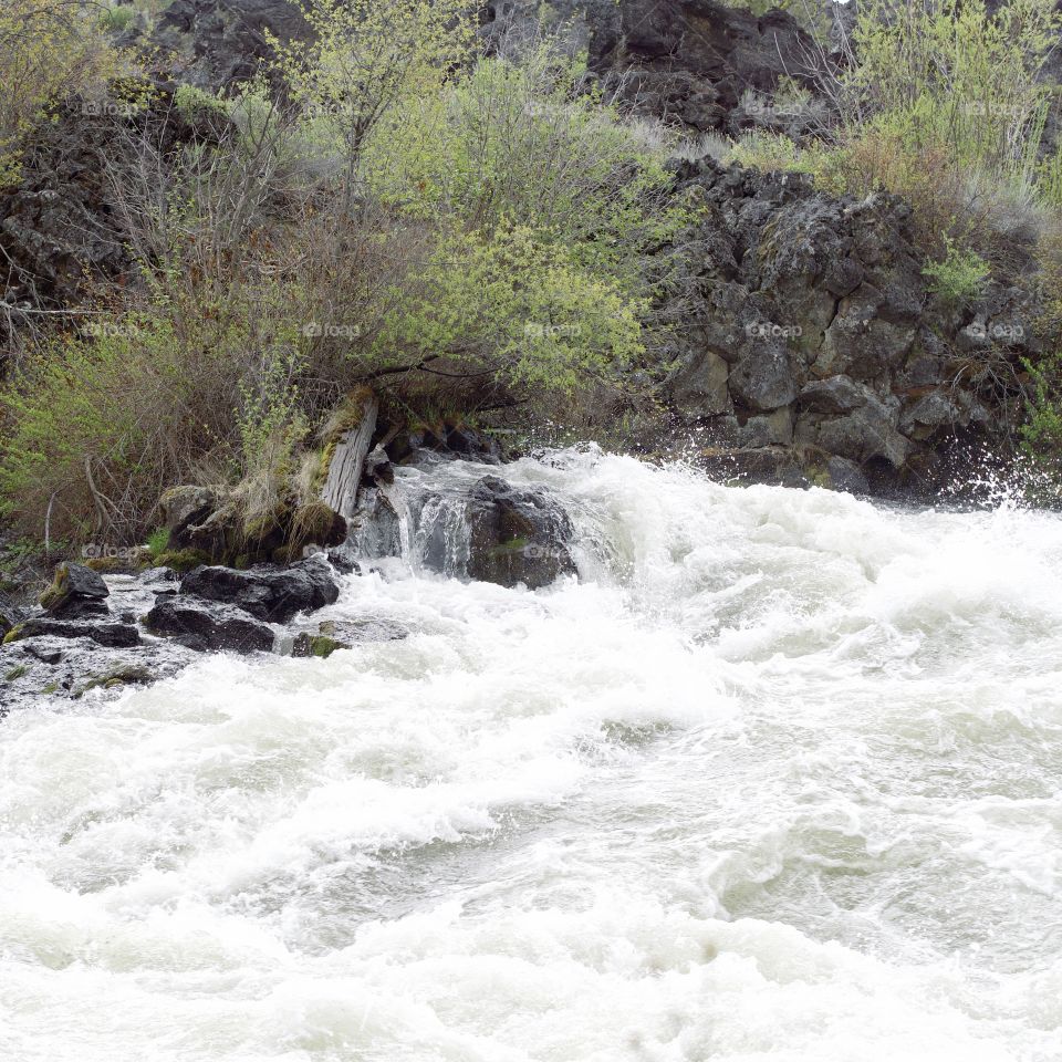 Whitewater on the Deschutes River at Lava Island on a spring day as the deciduous trees on the bank grow fresh new leaves to join the green of the ponderosa pine trees. 