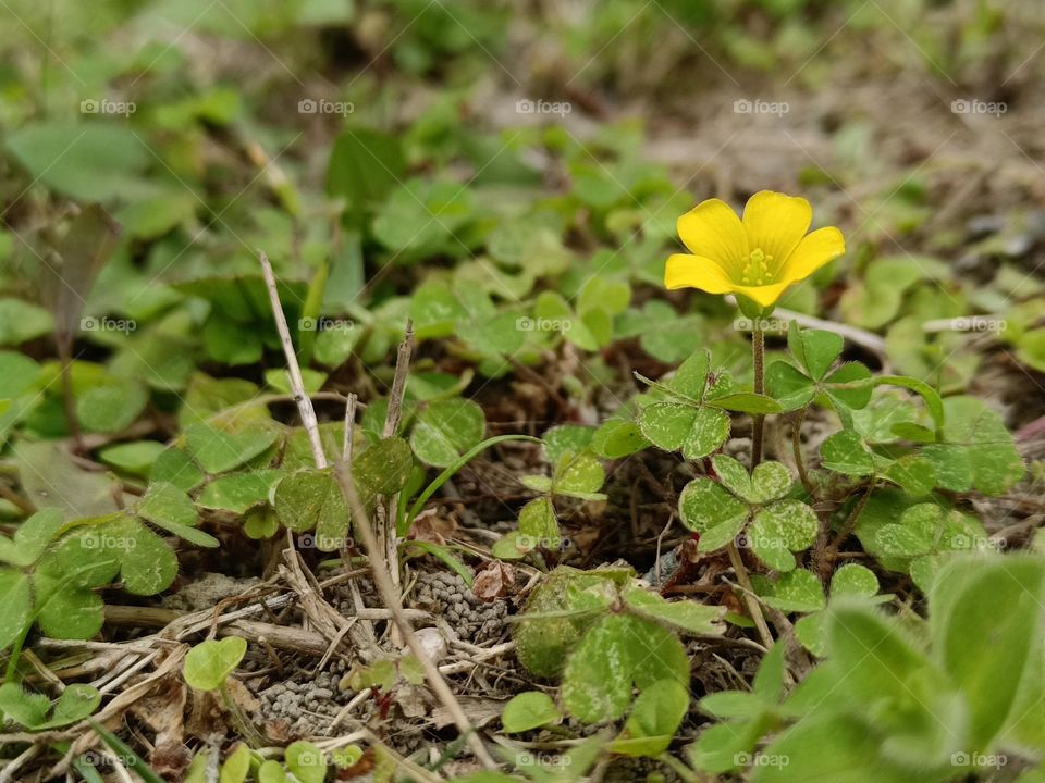 Oxalis pes-caprae