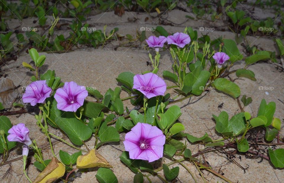 Railroad Vine growing on the sand