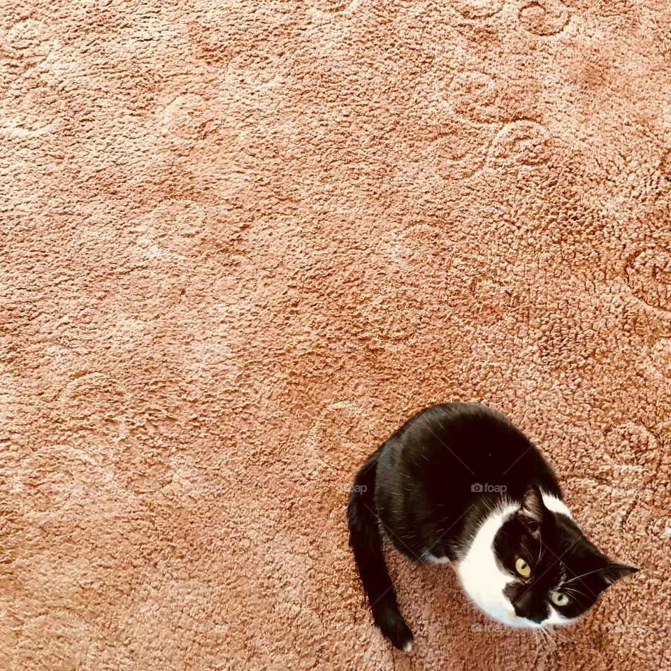 Take a look at this cat. Black and white domestic pet against an ugly carpet. Contrast and material 