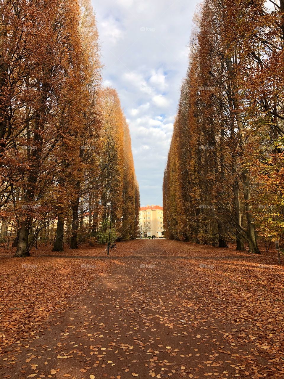 Trees in the park, in the city