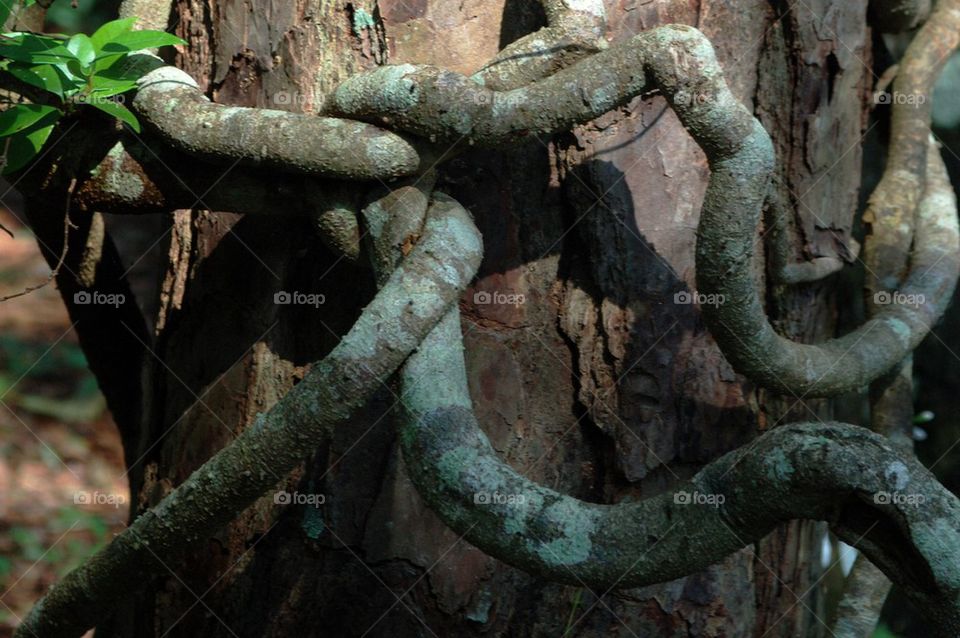 Twist Vines on Tree