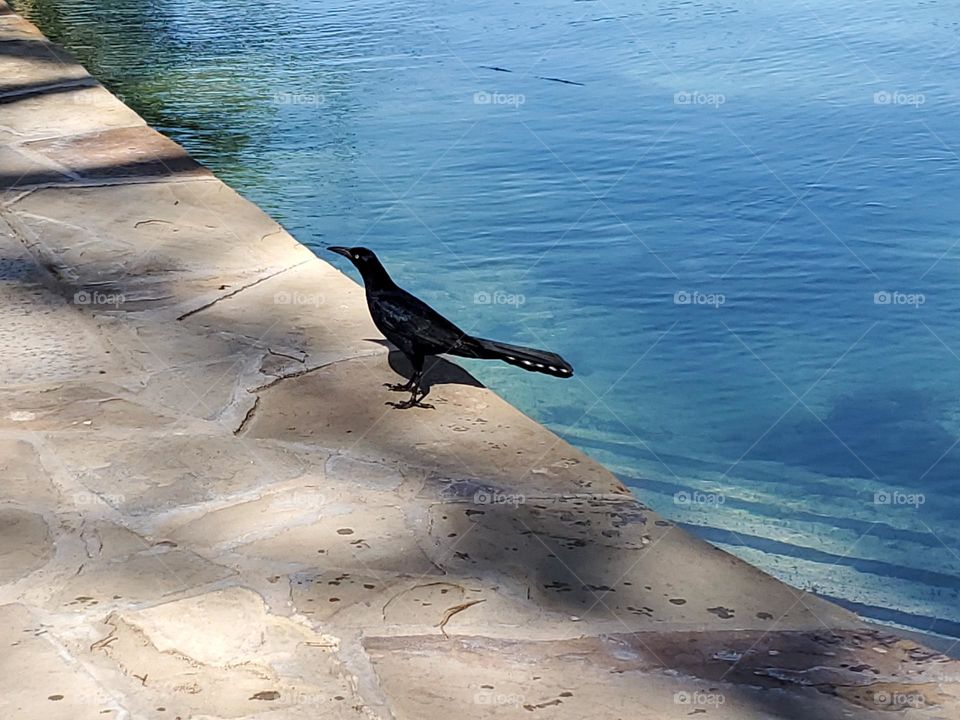 Urban wildlife:  grackle by a city park spring fed pool.