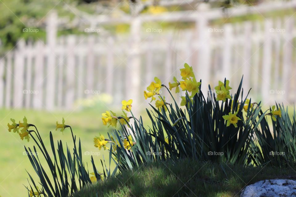 Daffodils blooming everywhere 