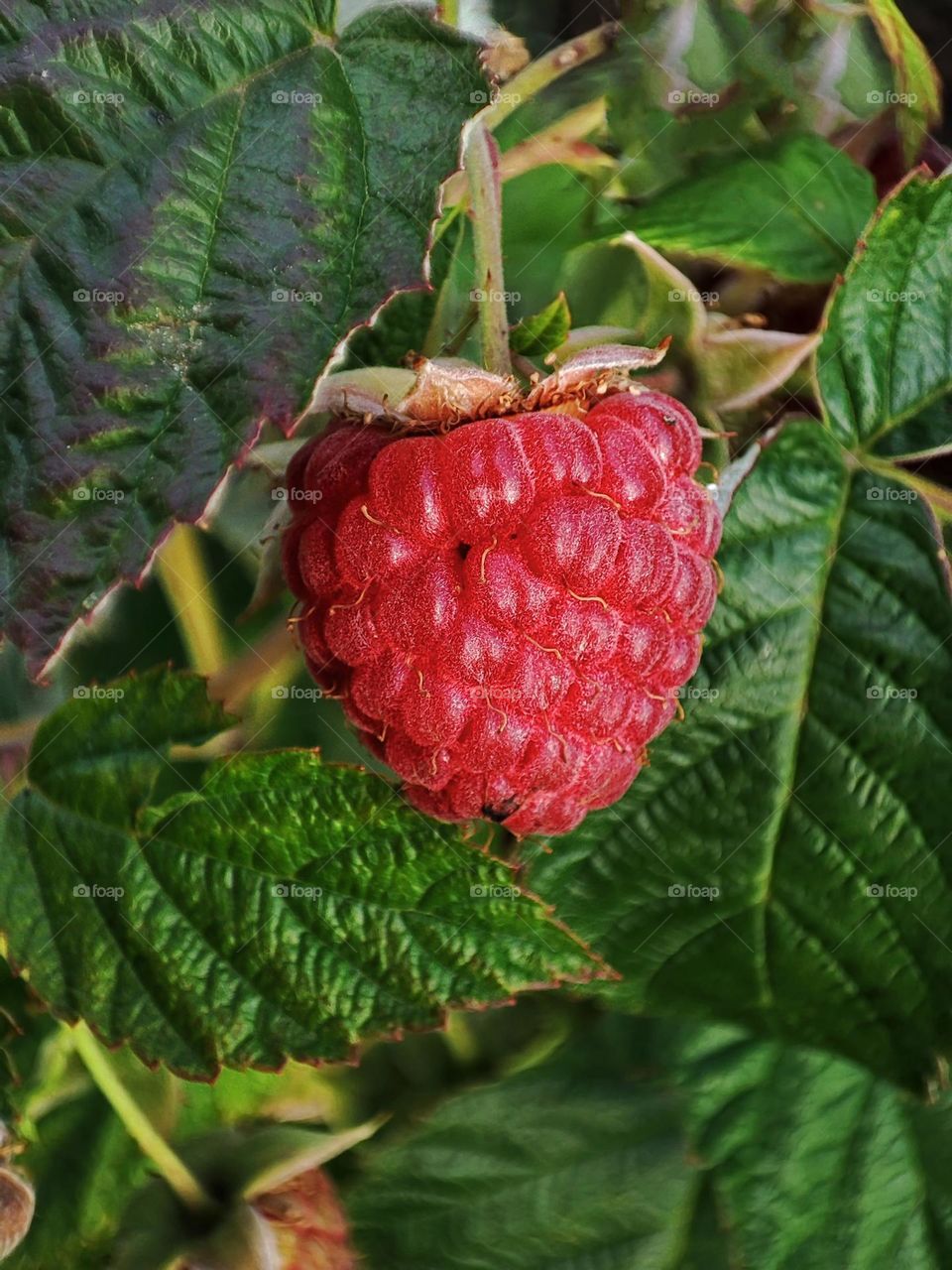 Macro photo of green grass growing in the garden