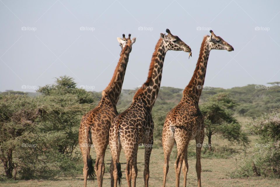 Three lovely Giraffe in the jungle.