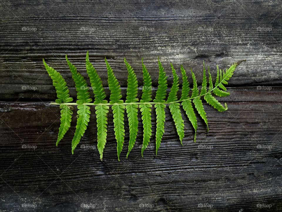 Directly above view of fern leaf