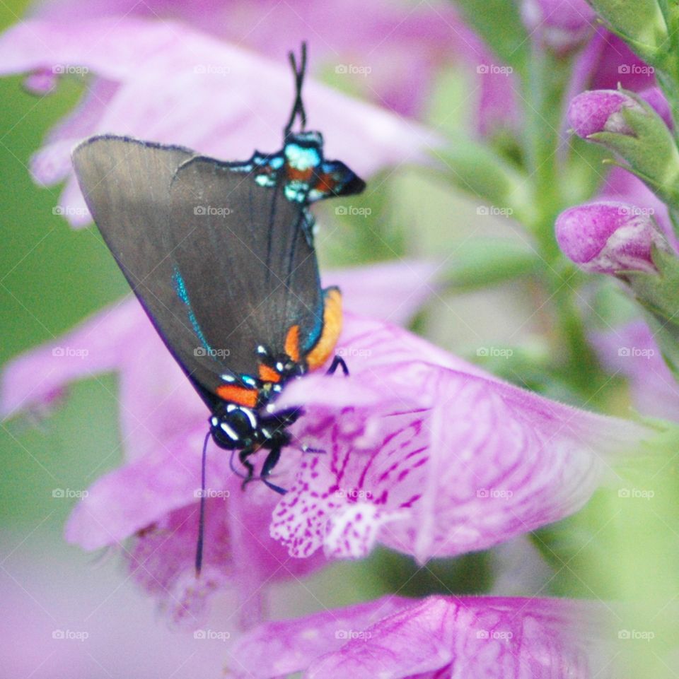 splendid tailed blue butterfly