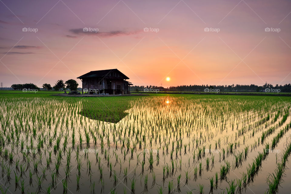 Sunrise reflections on the paddy field