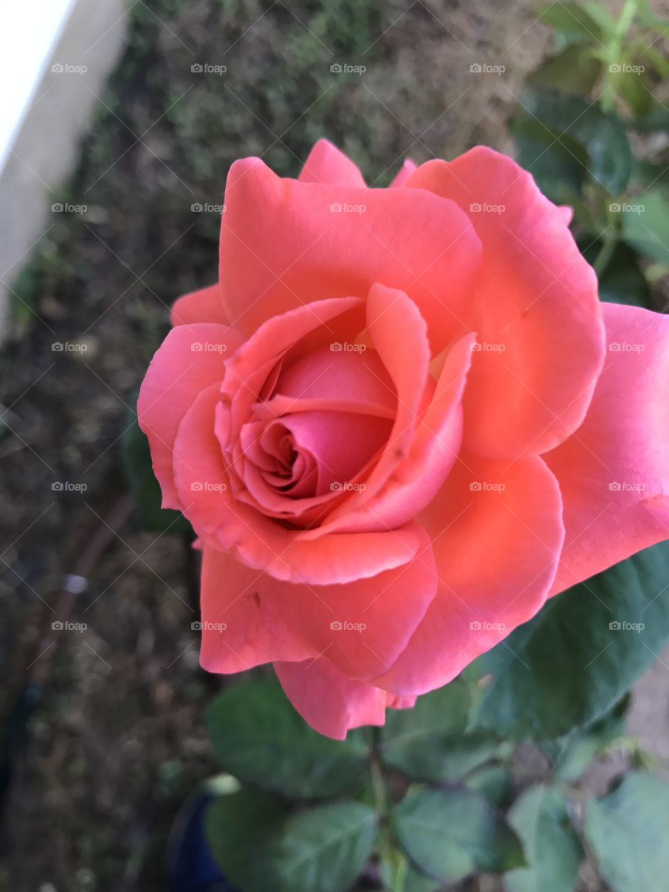 My rose 