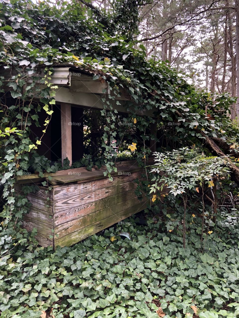 Overgrown abandoned wooden shed