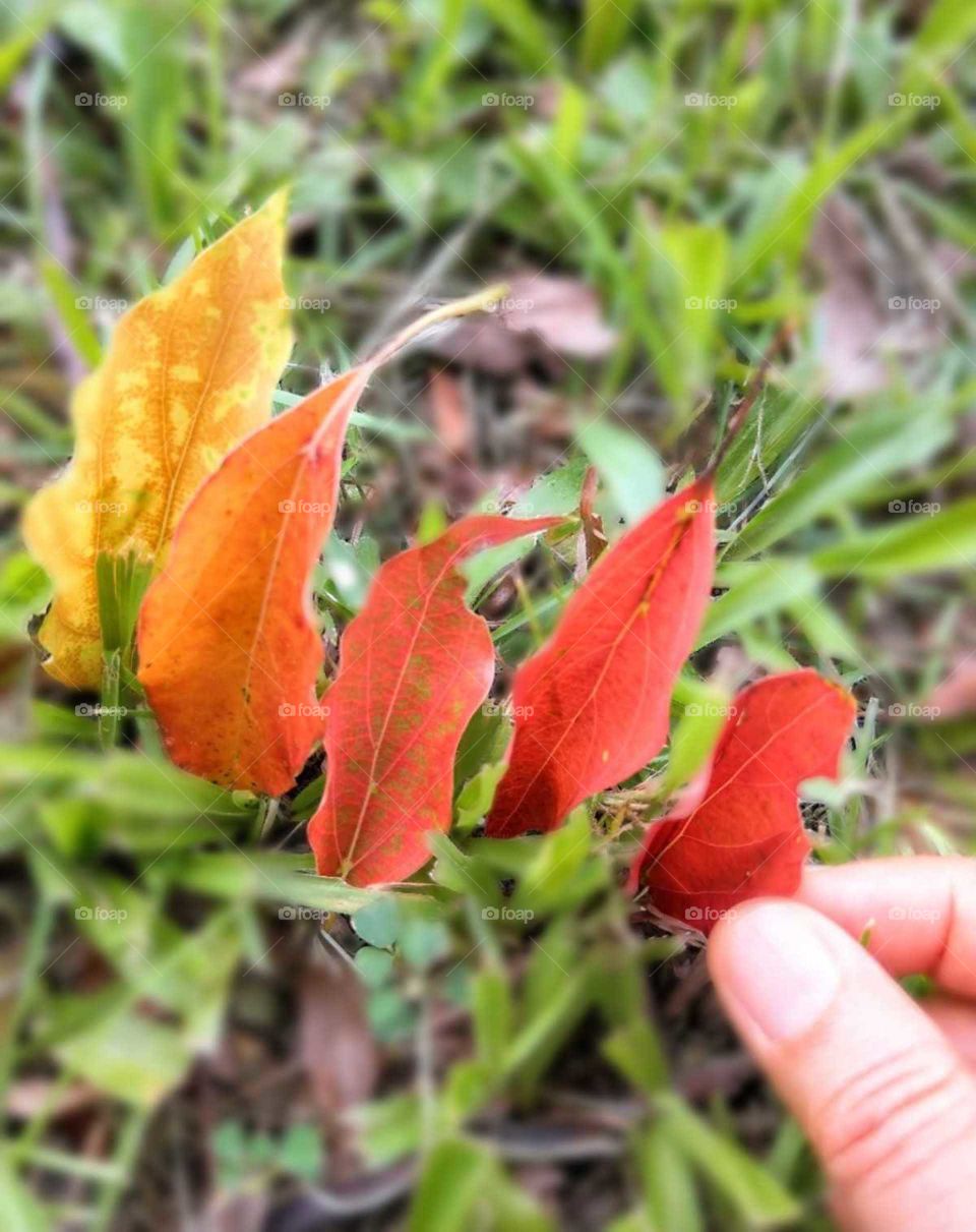 First signs of autumn: camphor tree's leaves in the beginning of autumn morning. few pretty colorful leaves fell on the grass, but if you didn't take a photo, their color would change general dried leaves, no longer beautiful.