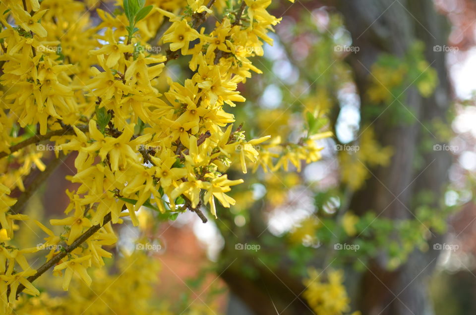 Yellow flowers. Picture of flowers 
