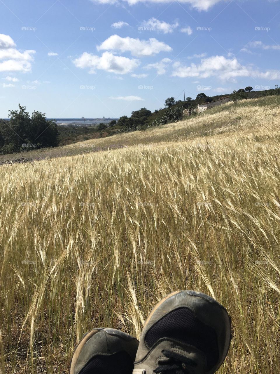 Hiking shoes chilling in windy grass