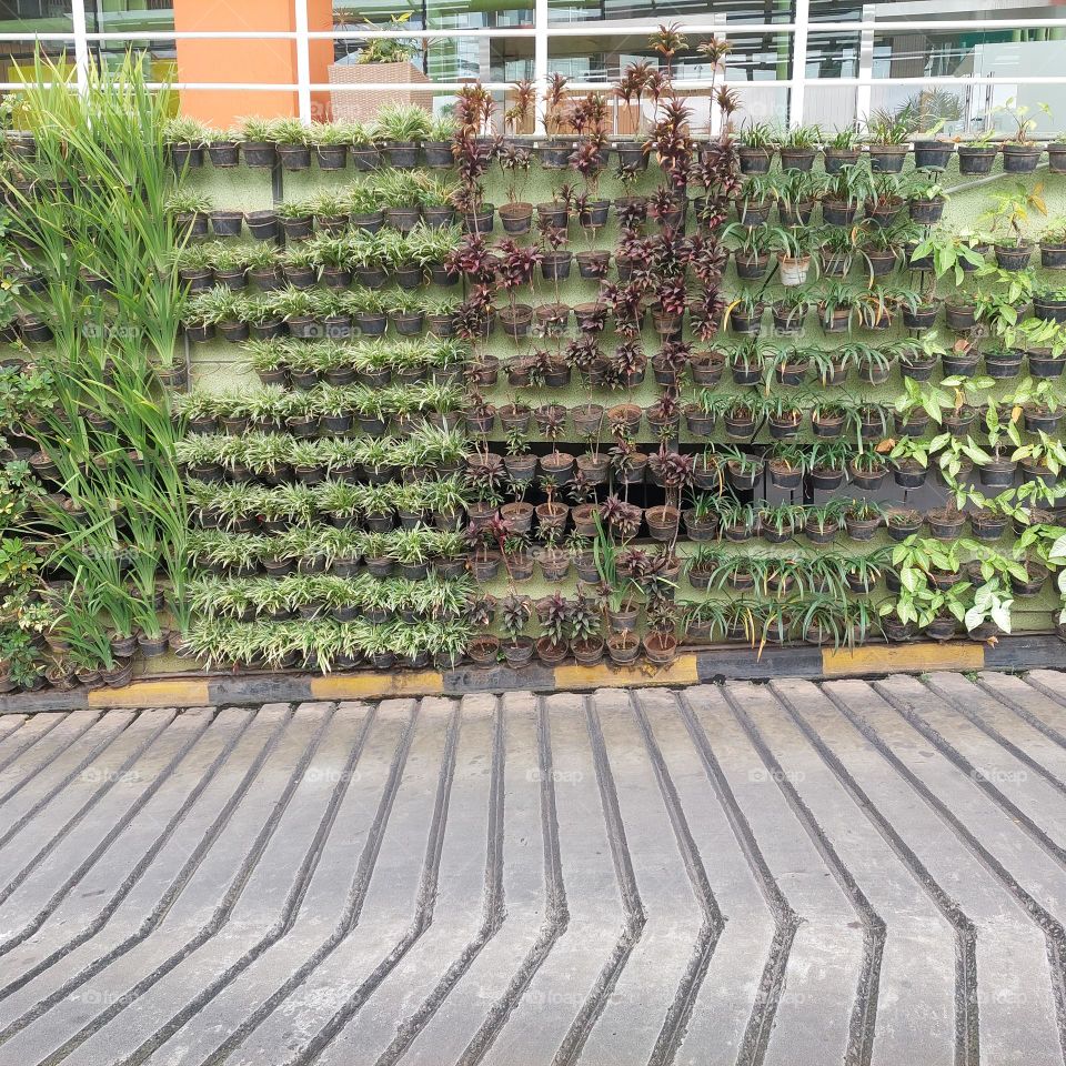 wall-mounted plants placed in small pots